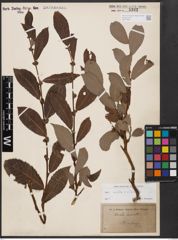 Salix aurita L. x Salix silesiaca Willd.